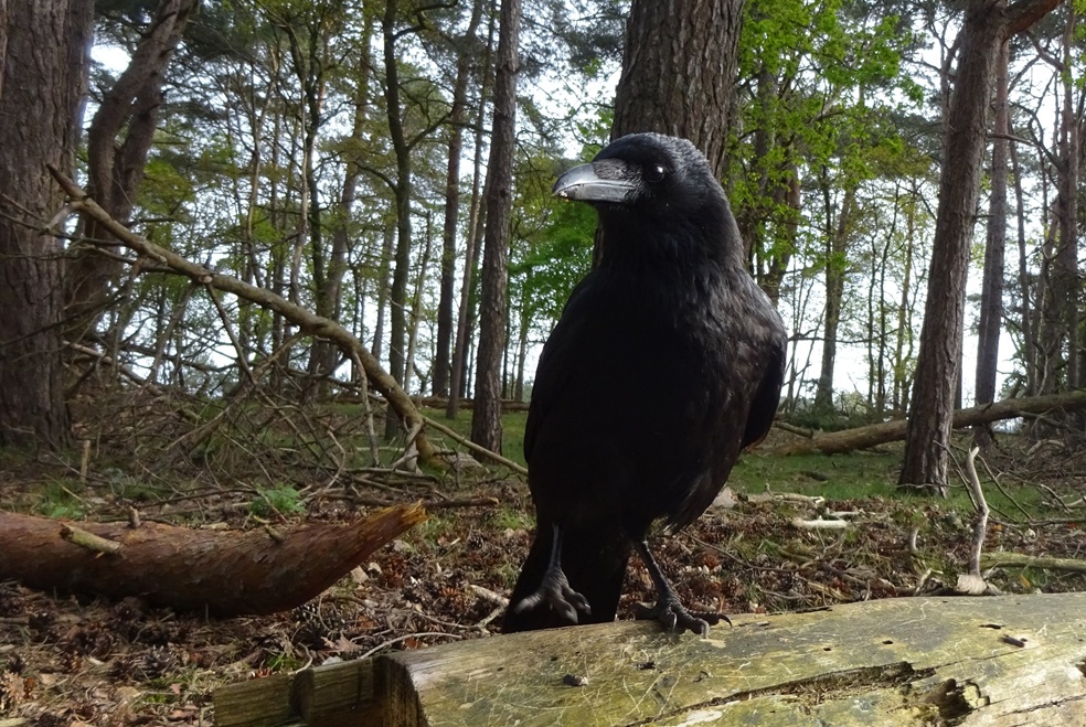 Flint T W I T T E R Crow tweet media