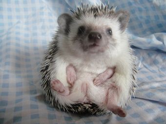 Hedgehog Zone tweet media