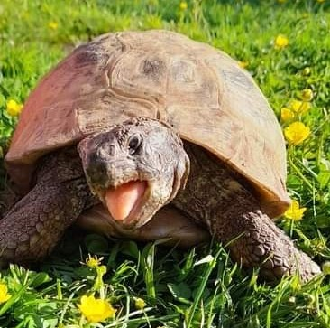 AlbertTortoise's tweet image. Mostly sunny &amp;amp; full of #news. This is #ALBERTthetortoise reporting 5th #anniversary of first Albert #book UPSIDE DOWN, launched #newbook ALBERT AND THE LONG NIGHT and launched first range of Albert #merchandise. In between good feed, big patrol. #TakeCare AlbertTortoise.com