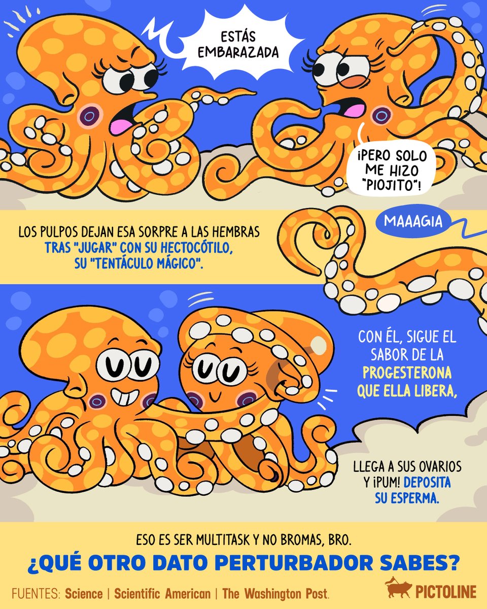 pictoline's tweet image. 🐙 Y el pulpo: “deja te hago unas cosquillitas nomás” 👁️🫦👁️

#animales #datoscuriosos #octopus #curiosidades #reinoanimal #pictoline