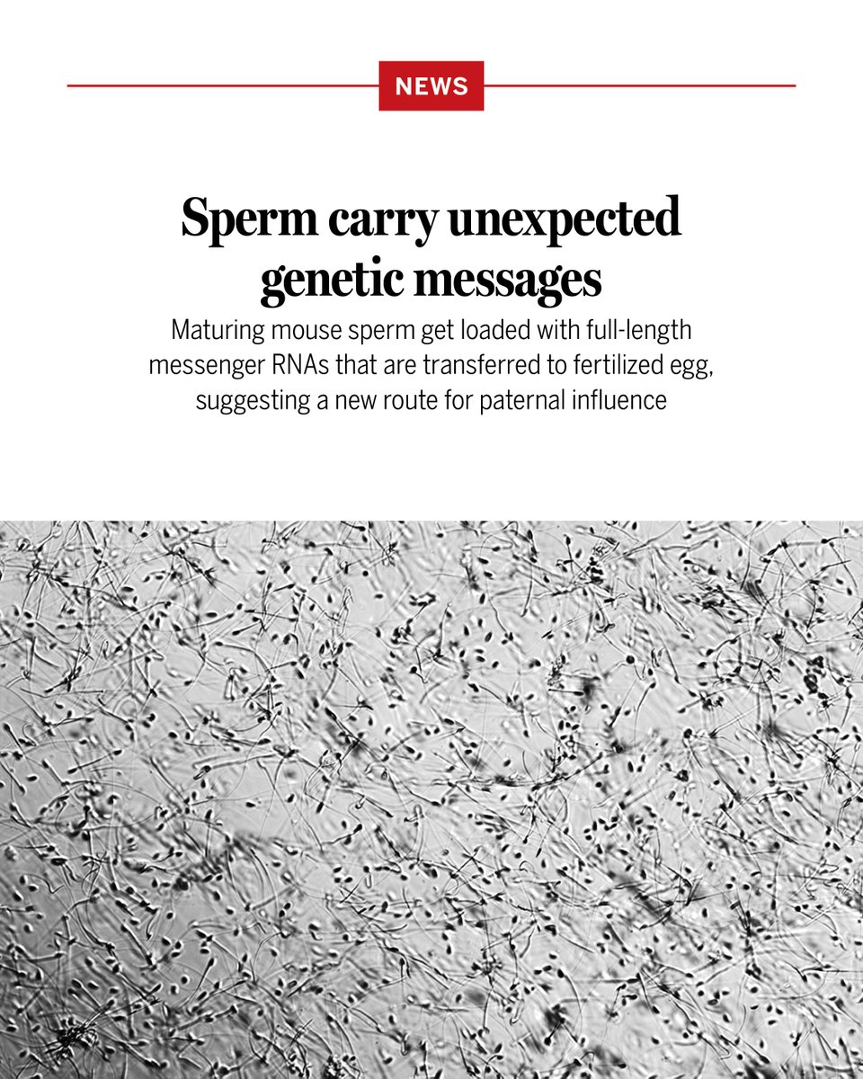 NewsfromScience's tweet photo. Sperm have long been thought of as streamlined DNA delivery vehicles, carrying little more than a father’s genes to the egg.

But a new study shows that in mice, sperm may transmit the father’s influence in another way.

During their passage through the epididymis, the coiled tube where they mature after leaving the testes, sperm pick up messenger RNAs (mRNAs), RNA transcripts of genes that contain the genetic instructions for making proteins.

These mRNAs seem to be transferred to the fertilized egg, where they may affect the developing embryo.

Learn more: https://t.co/MvmGoEn0dU
