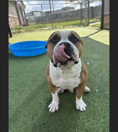 HollywoodDogs's tweet image. Barney, a 4-year-old Pit Bull mix at a full shelter in #Pasadena, #TX, needs a forever home, a foster home, or rescue adoptapet.com/pet/47327984-p… #URGENT #PitBull #AdoptableDogofDay 🐶
