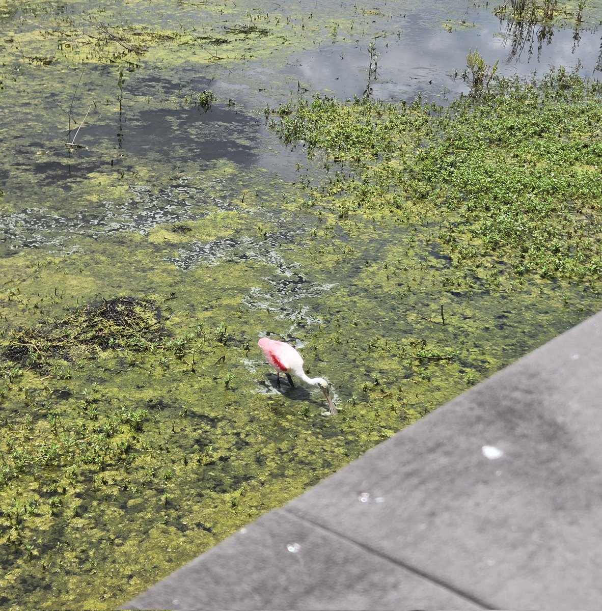 AMISandyPaws's tweet photo. Nice walk at Celery Fields today! Breezy, not too hot and pretty birdy despite low water levels. Snowbirds seem to have migrated north 😉 https://t.co/I6yRlNggs3