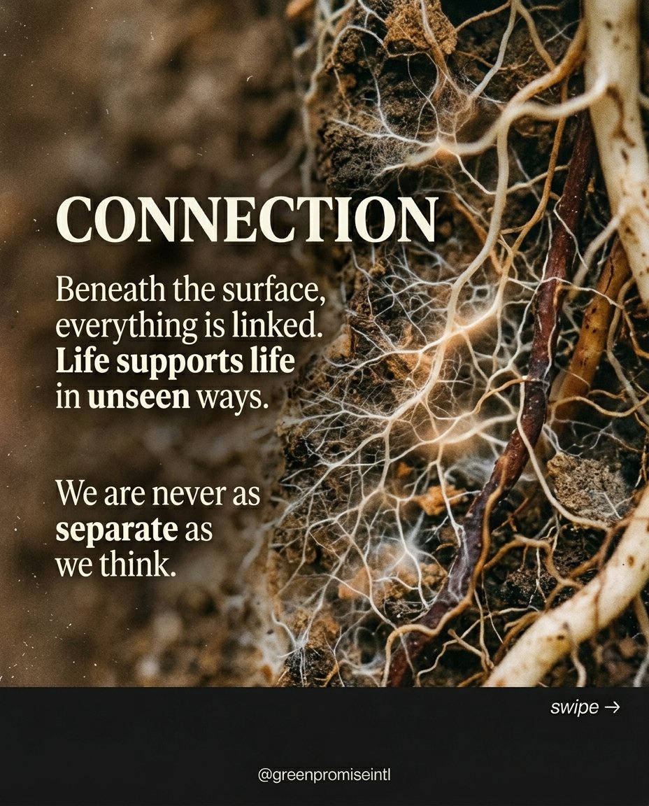 greenpromiseint's tweet image. There is something quiet about soil.

It is rarely seen, yet nothing grows without it.

It transforms what falls into life, slowly, without recognition.

Growth does not begin in the light. It begins below.

#Nature #Soil #Growth #Reflection