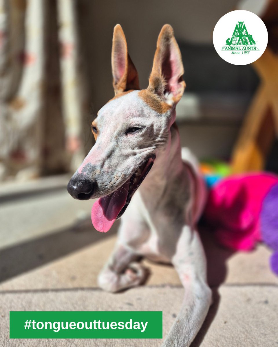 AnimalAunts's tweet image. Happy Tongue out Tuesday from our gorgeous Penfold! He's our wonderful office pup who comes to the office every day when his human Donna is working. He's a joy to have around and Piccola's bestie!

#tongueouttuesday #animalaunts #dogsitter #petsitter #housesitter