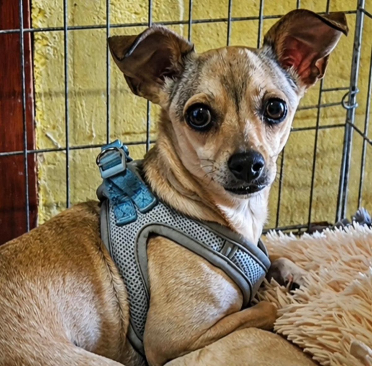 SOS Abuelos tweet media