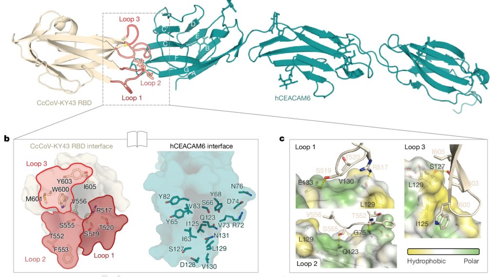 Immunology of Infectious Disease News tweet media