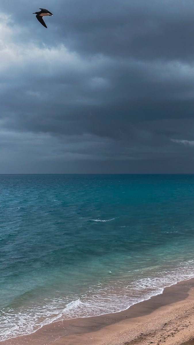 أَبو العز 🖤🌊 tweet media