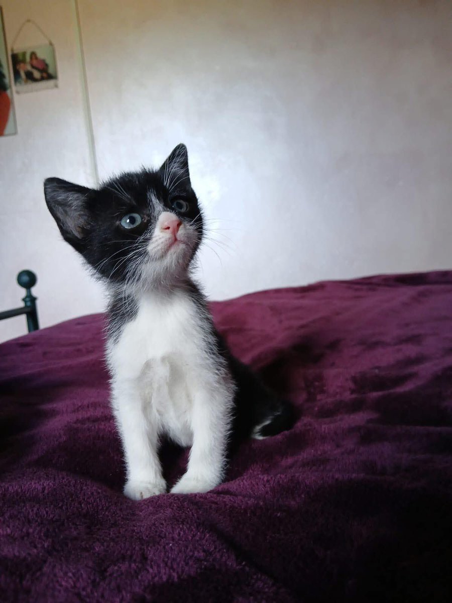 Fiorella Arcodia 🌿𝐠𝐨𝐯𝐞𝐠𝐚𝐧 🐑💚💙☮️ tweet media