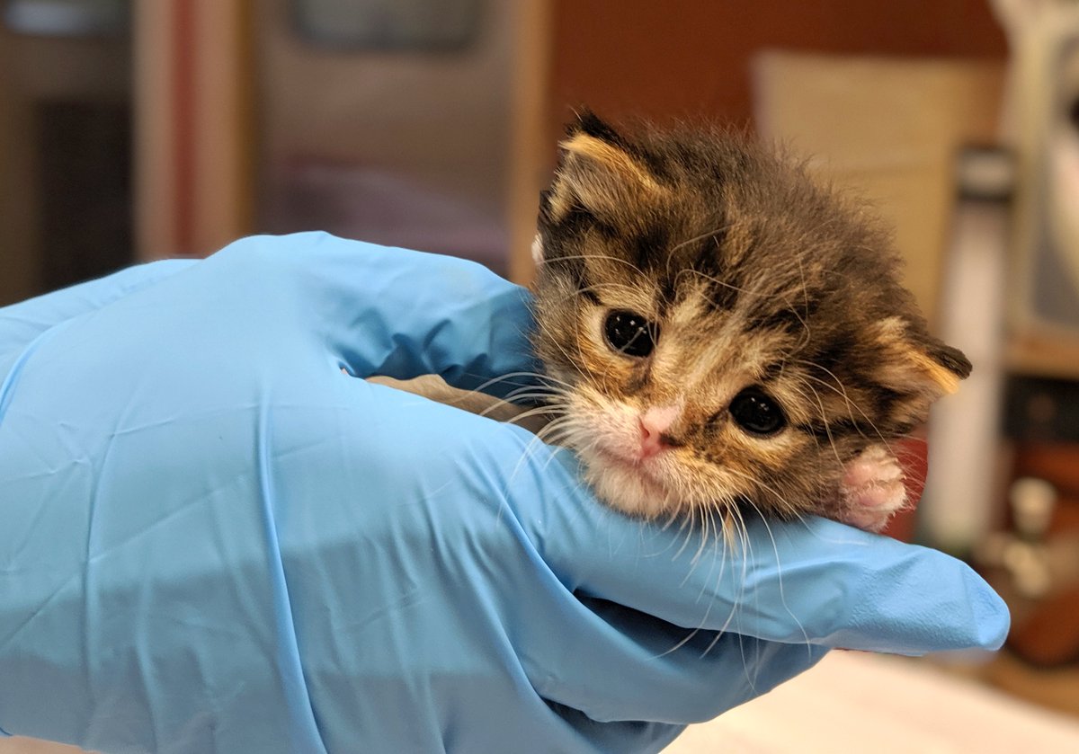 SPCA Monterey County tweet media