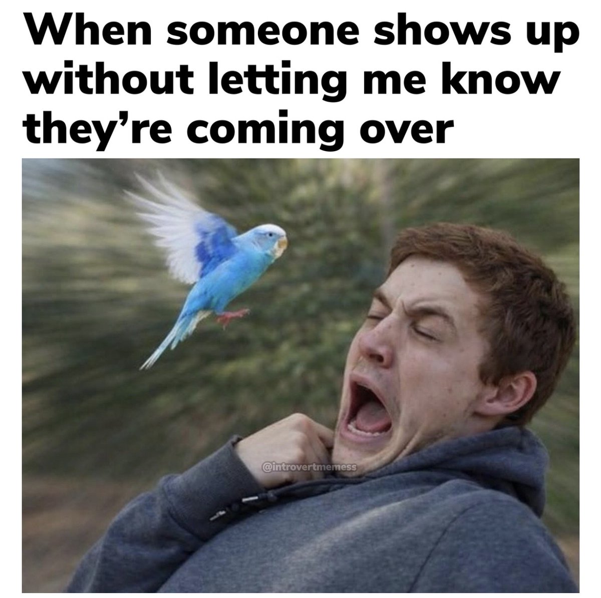 All About Introverts tweet media