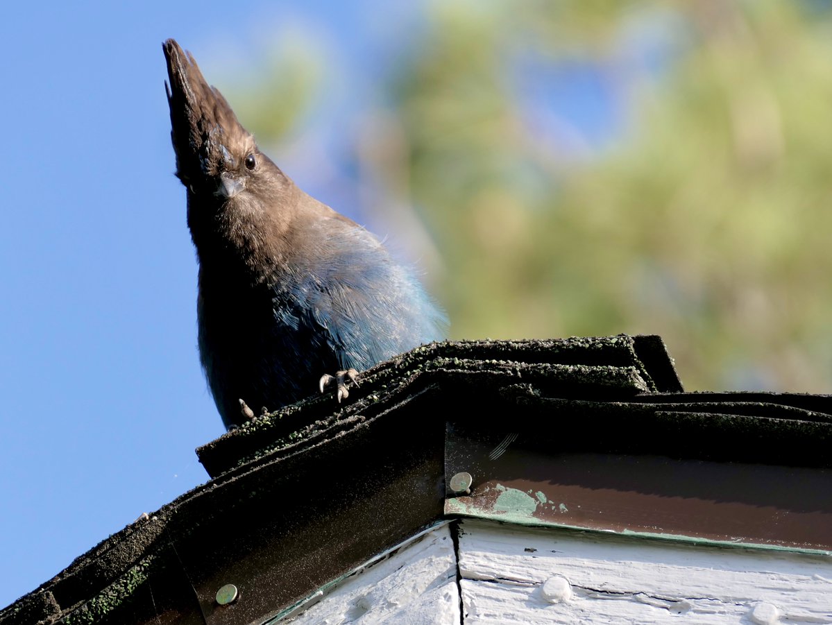 Leslie SoCal ☮️📸🇵🇸 tweet media