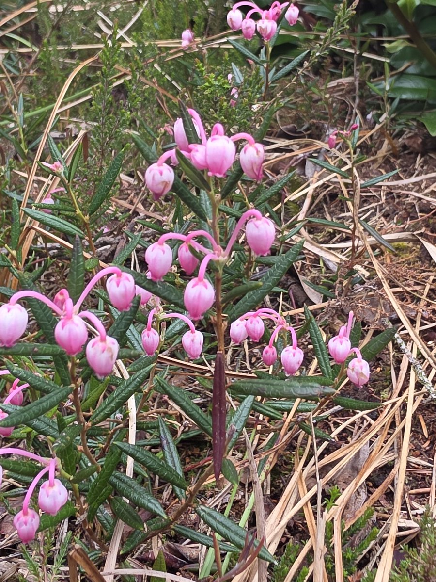 roriain's tweet image. A nice stroll and #litter pick around Abbeyleix Bog with Luna. I enjoy checking out a different habitat every now and again. Speckled wood, Bog rosemary &amp;amp; hare's-tail cotton grass. #LeaveNoTrace #lovewhereyouwalk #pawsonplastic