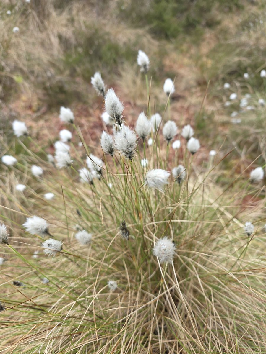 roriain's tweet image. A nice stroll and #litter pick around Abbeyleix Bog with Luna. I enjoy checking out a different habitat every now and again. Speckled wood, Bog rosemary &amp;amp; hare's-tail cotton grass. #LeaveNoTrace #lovewhereyouwalk #pawsonplastic