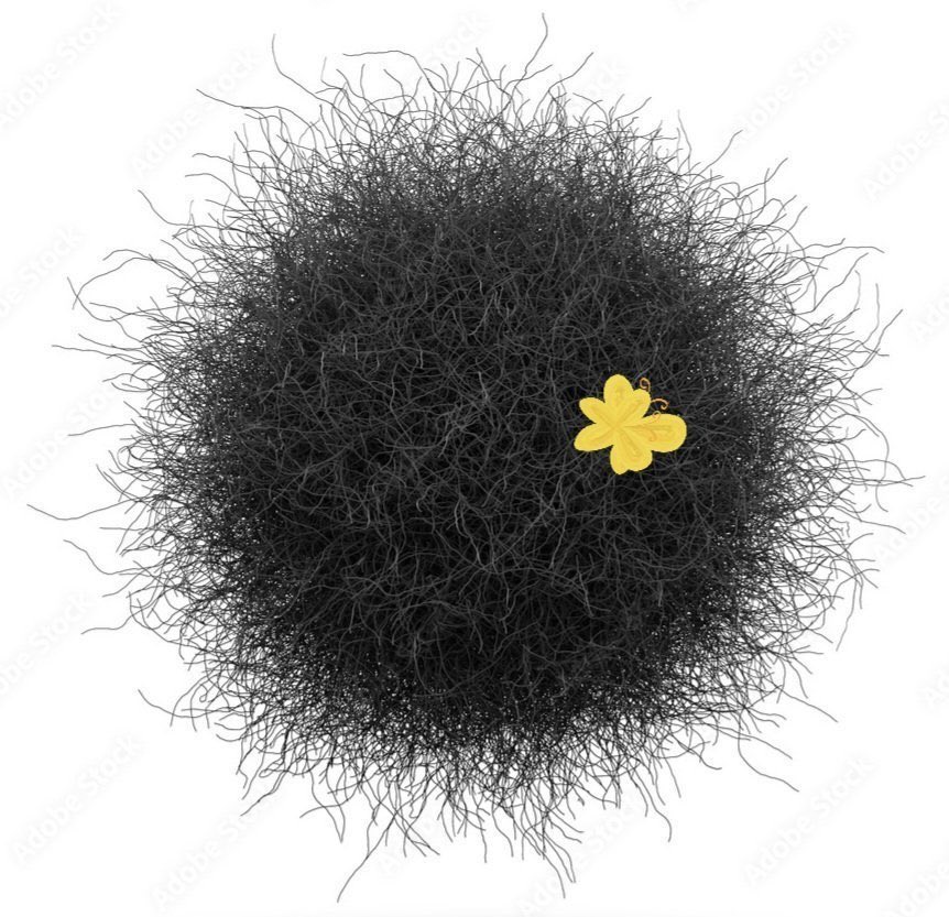 Arash Hampay tweet media