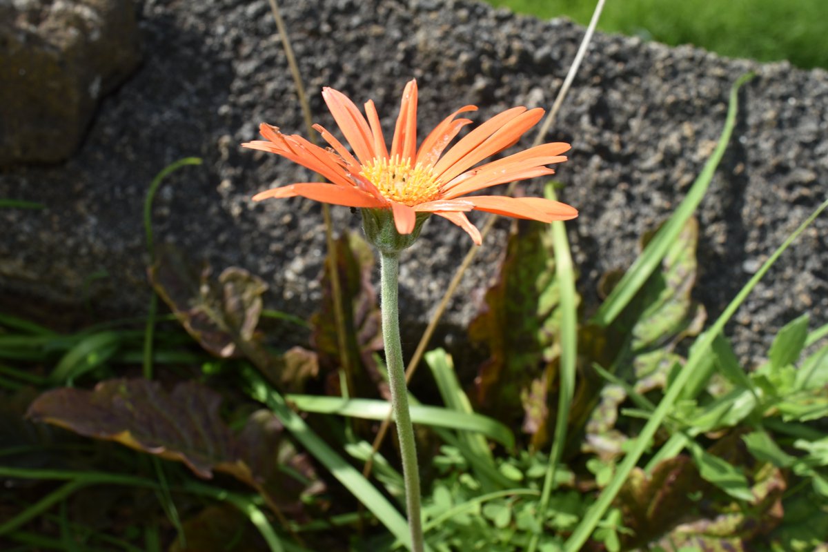 Blu_Butterfly8's tweet photo. #SingleFlower 🧡
"If we could see the miracle of a single flower clearly, our whole life would change" — Buddha. https://t.co/xEgSWYpAuo