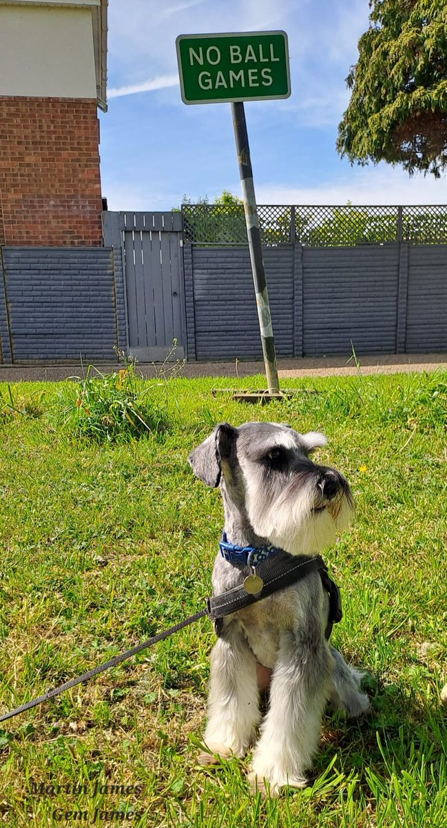 GJ84's tweet image. Our little man Brodie,Looking absolutely amazing after his groom on Saturday...such a poser😘🐶💕🐾🧼🫧 #ilovemydogs #schnauzergang #dogs #dogsofx #dogsoftwitter #schnauzersofx #doggo #happydog #dogsarelove #dogsarefamily #love #alllove