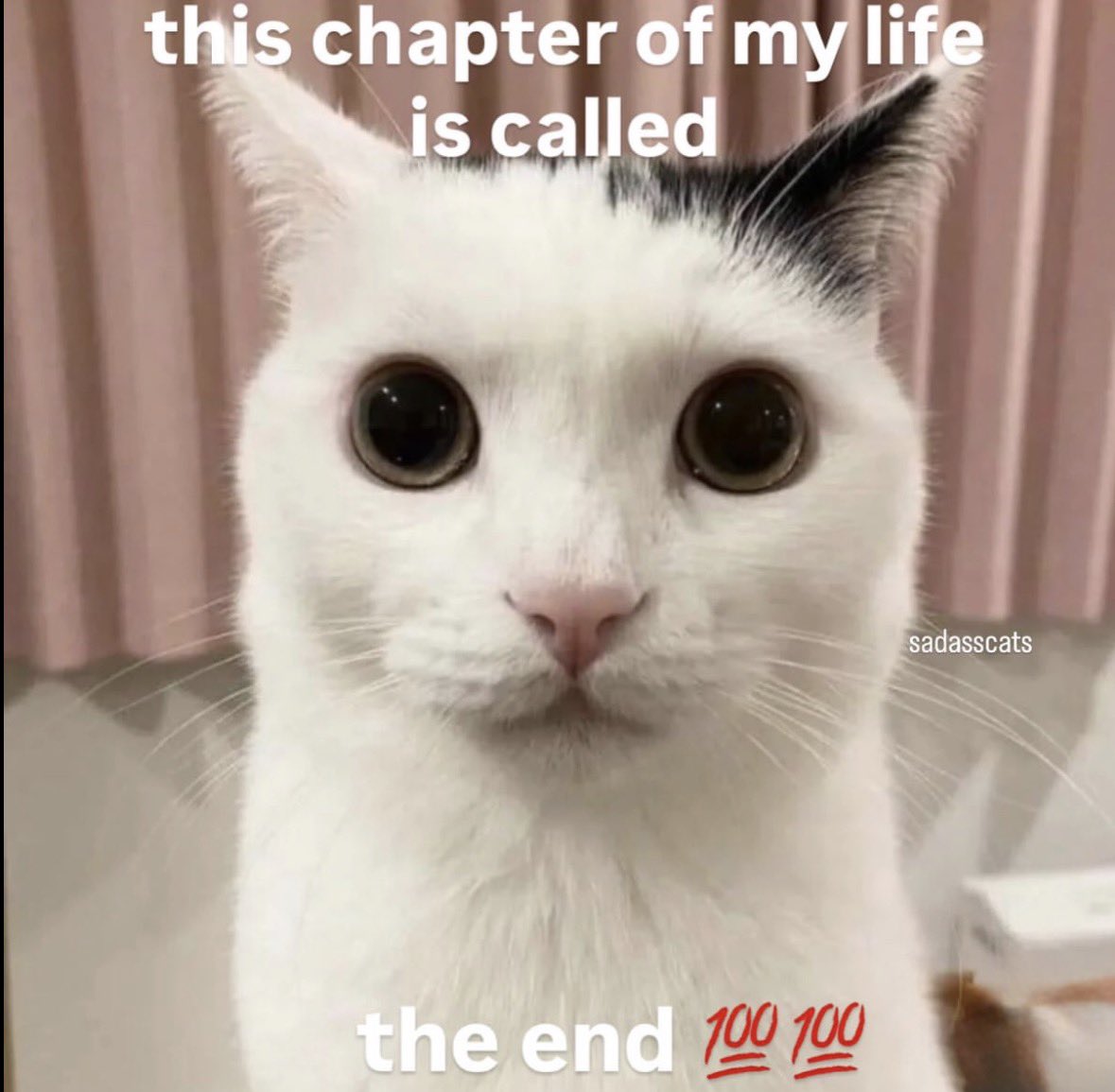 LiterallyMeCats tweet media