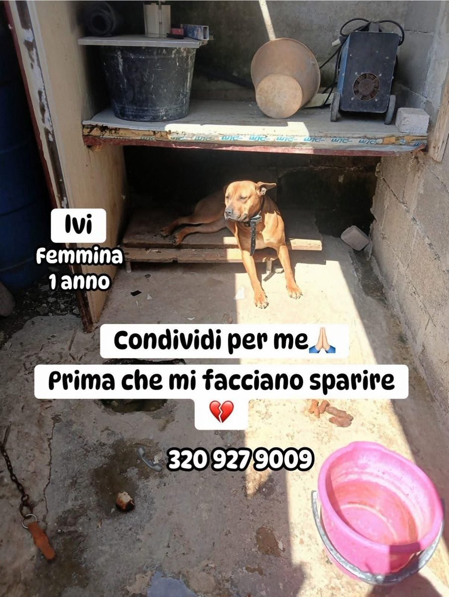 Fiorella Arcodia 🌿𝐠𝐨𝐯𝐞𝐠𝐚𝐧 🐑💚💙☮️ tweet media