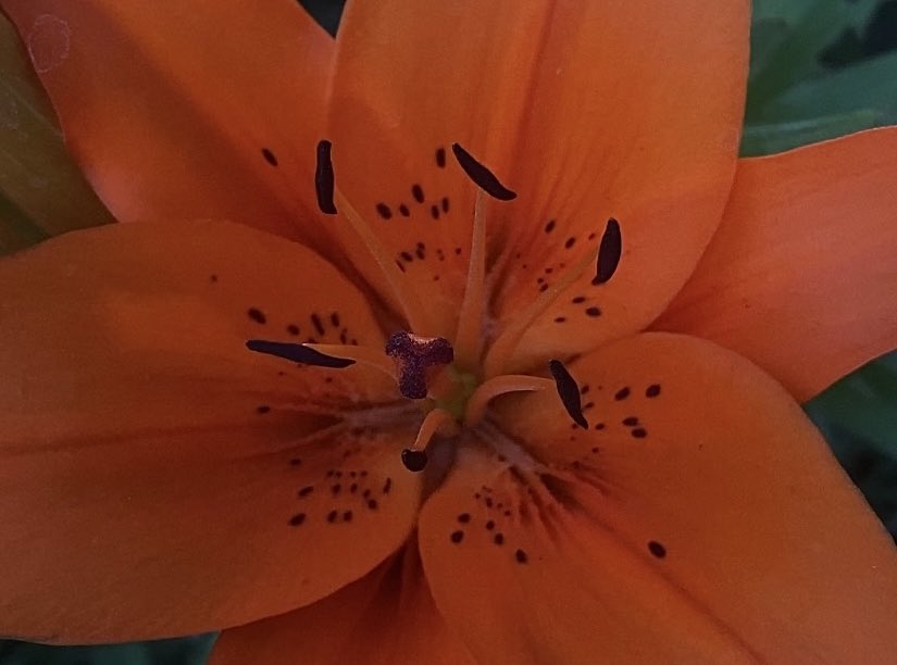 𝒍𝒖𝒏𝒂 tweet media