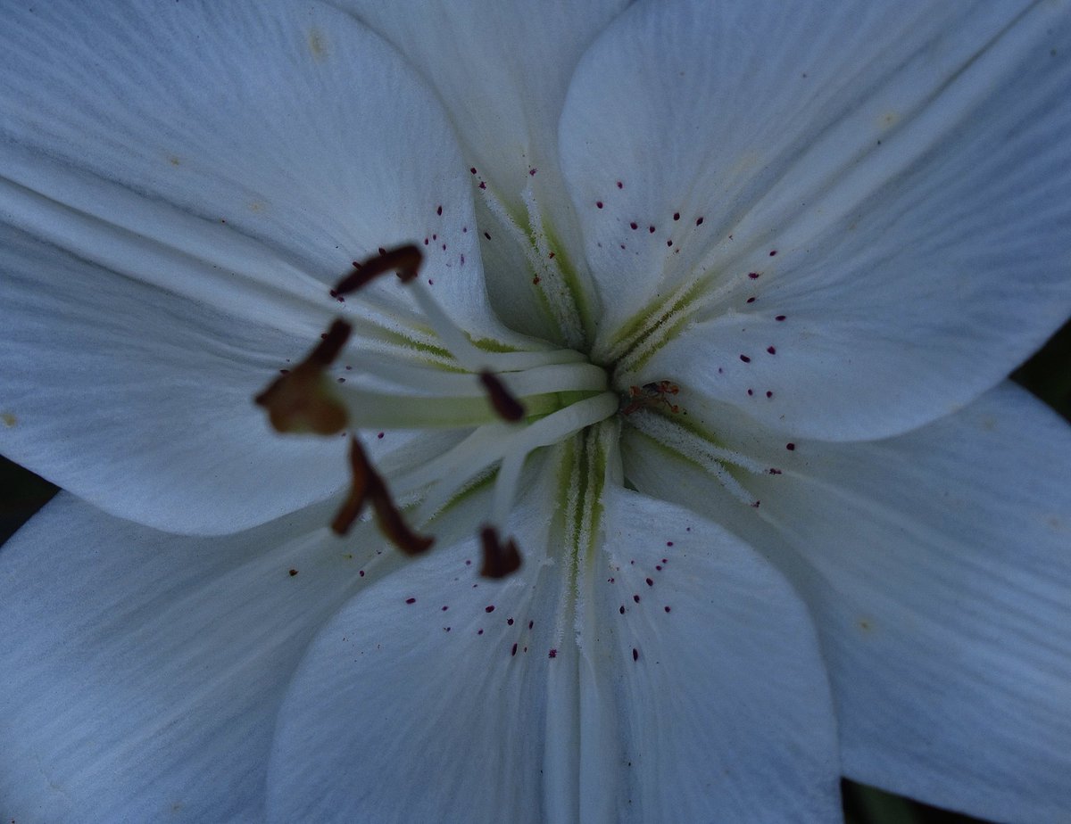 𝒍𝒖𝒏𝒂 tweet media