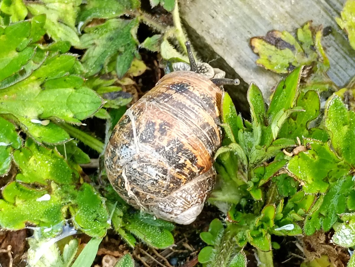 Bambigoesforth's tweet image. Walking in Longdendale today.
#walking #nature #spring