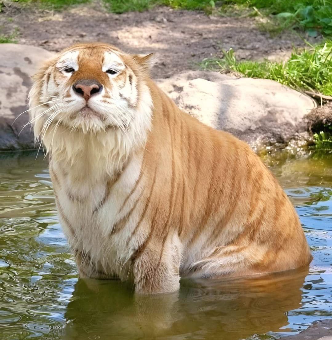 The Cats 𝕏 tweet media