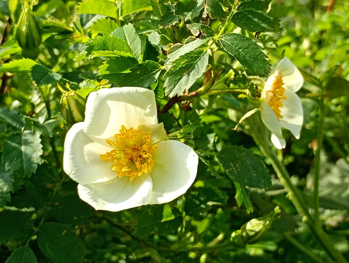Bambigoesforth's tweet image. Walking in Longdendale today.
#walking #nature #spring