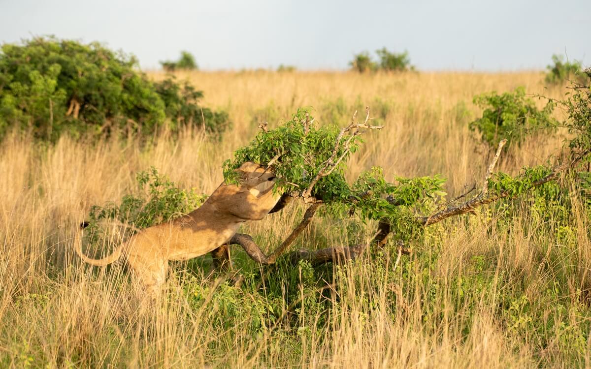 f_adventure_p's tweet photo. 4 Days Murchison Falls Tour at USD 1,300pp
- Rhino trek
- 3 Game drives
- 1 Boat cruise
- Car  &amp; driver etc
Solo  USD 2,300
2pax at USD 1,300 pp
3pax 1,290 pp
4pax USD 1,160 pp
5pax $ 1,105 pp
6pax USD 1070 pp
info@premiumafricasafaris.com  https://t.co/GfpQwWwxeE https://t.co/BSqob8ISr1