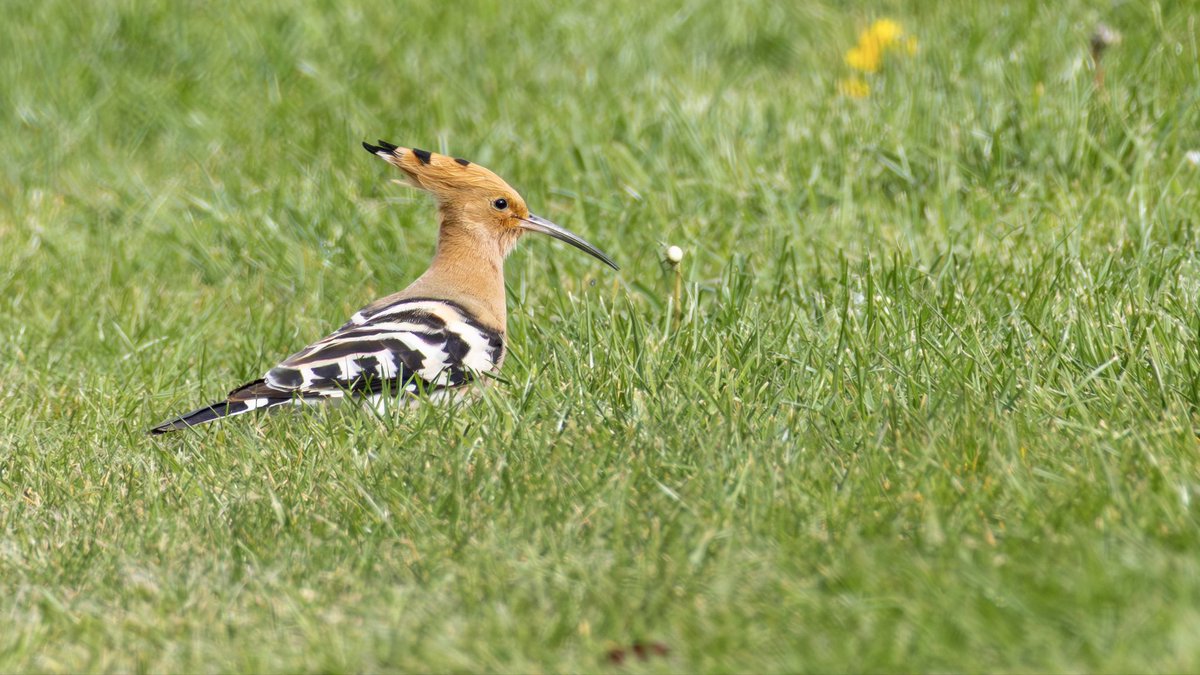 _JamieEverett's tweet photo. When I started birding, I always remembered the tale of “Hoopoe only turn up in the Vicar’s garden”. So I followed up on the vague Hoopoe report at Sedgeford by starting at the church. Happy it paid off! https://t.co/Ln5npFLpIi