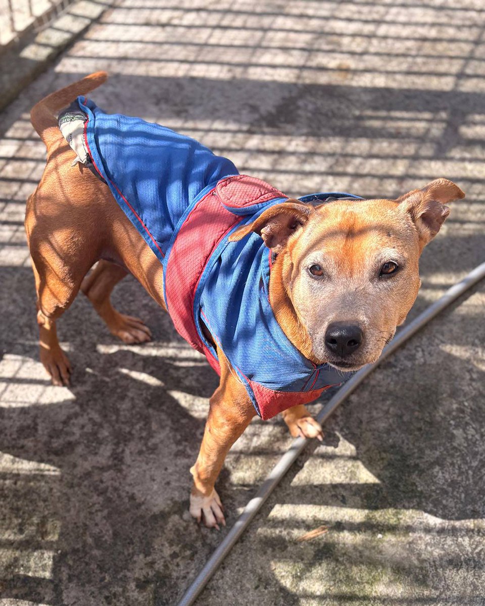 SOS Abuelos tweet media