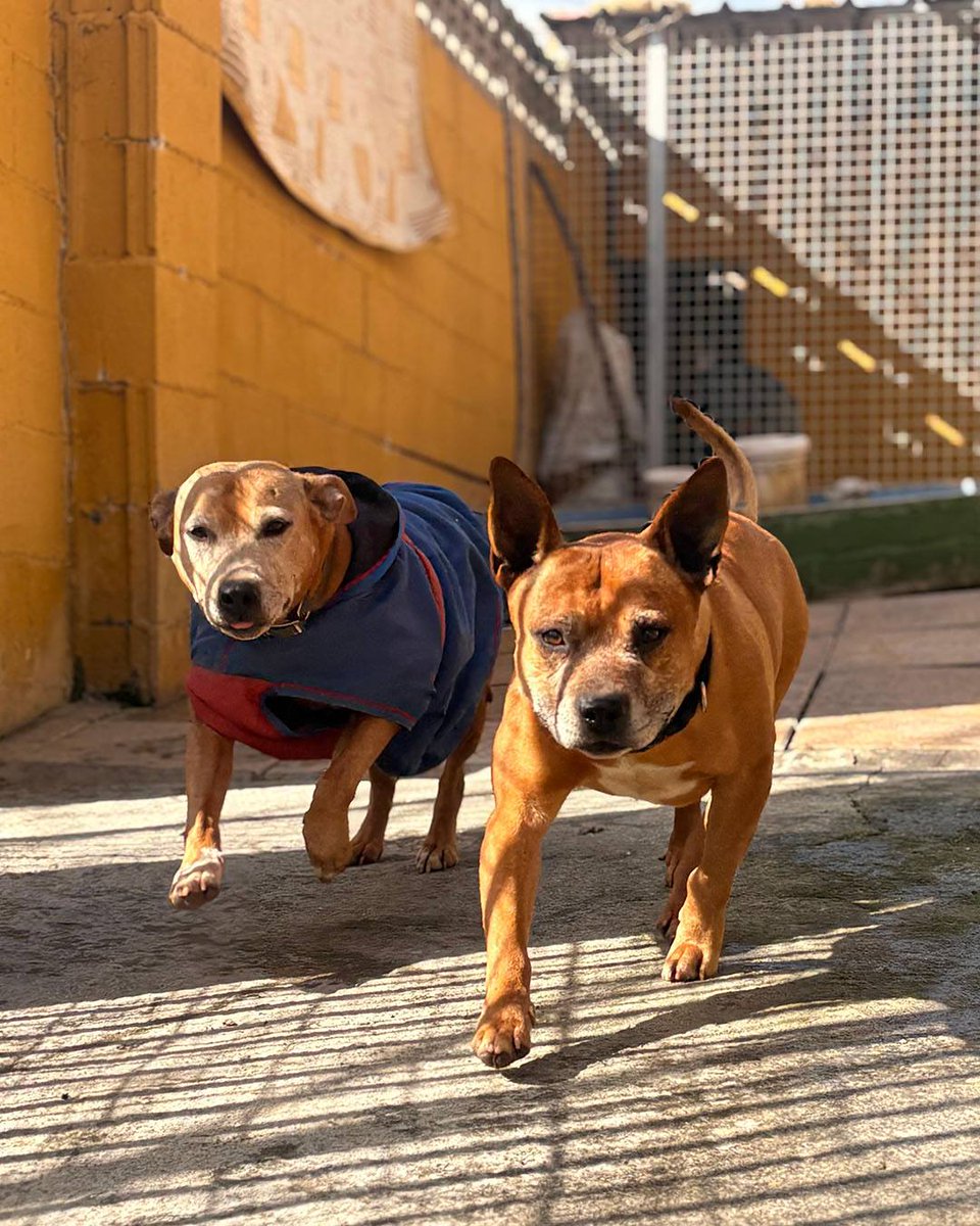 SOS Abuelos tweet media