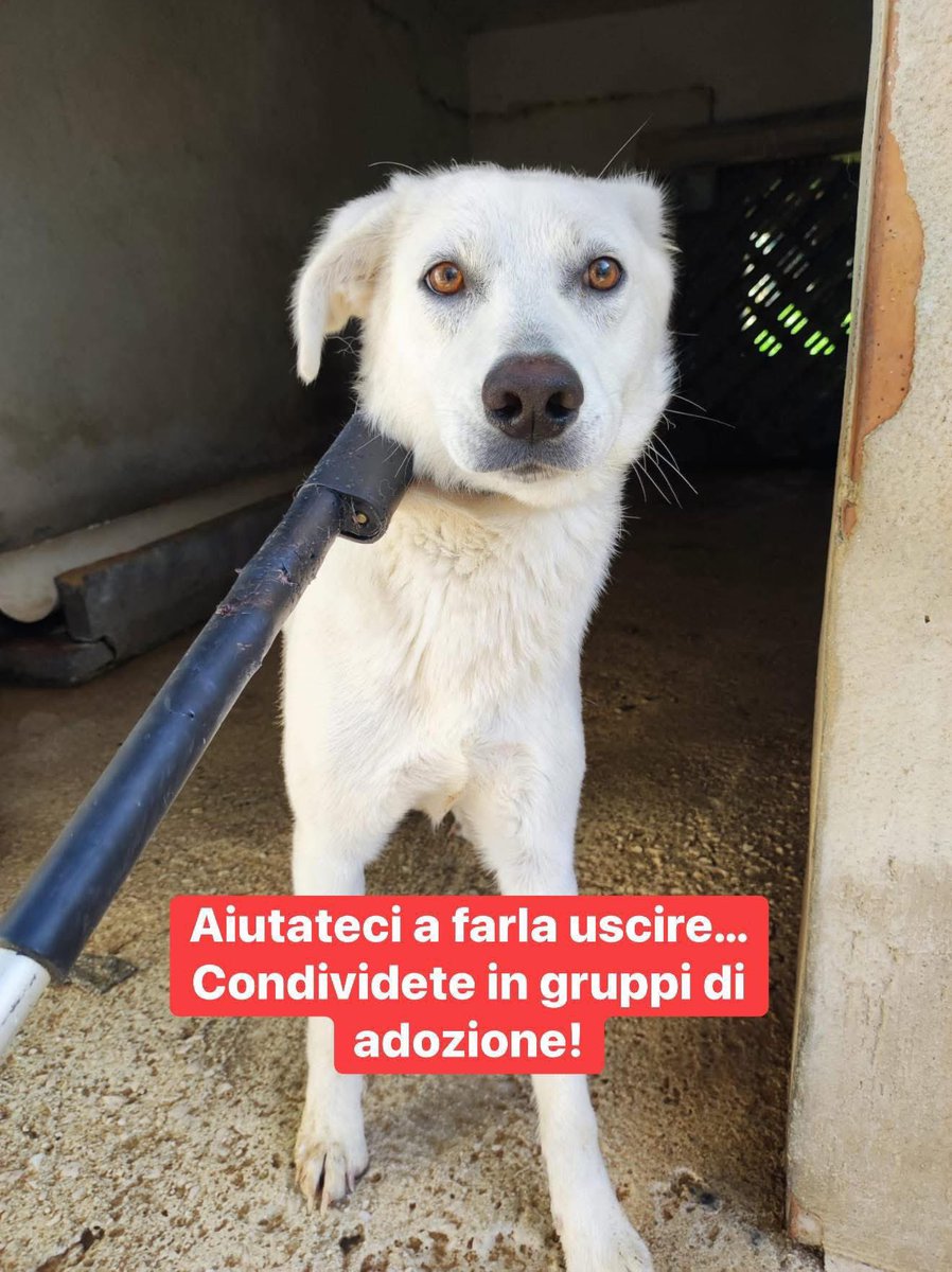 Fiorella Arcodia 🌿𝐠𝐨𝐯𝐞𝐠𝐚𝐧 🐑💚💙☮️ tweet media