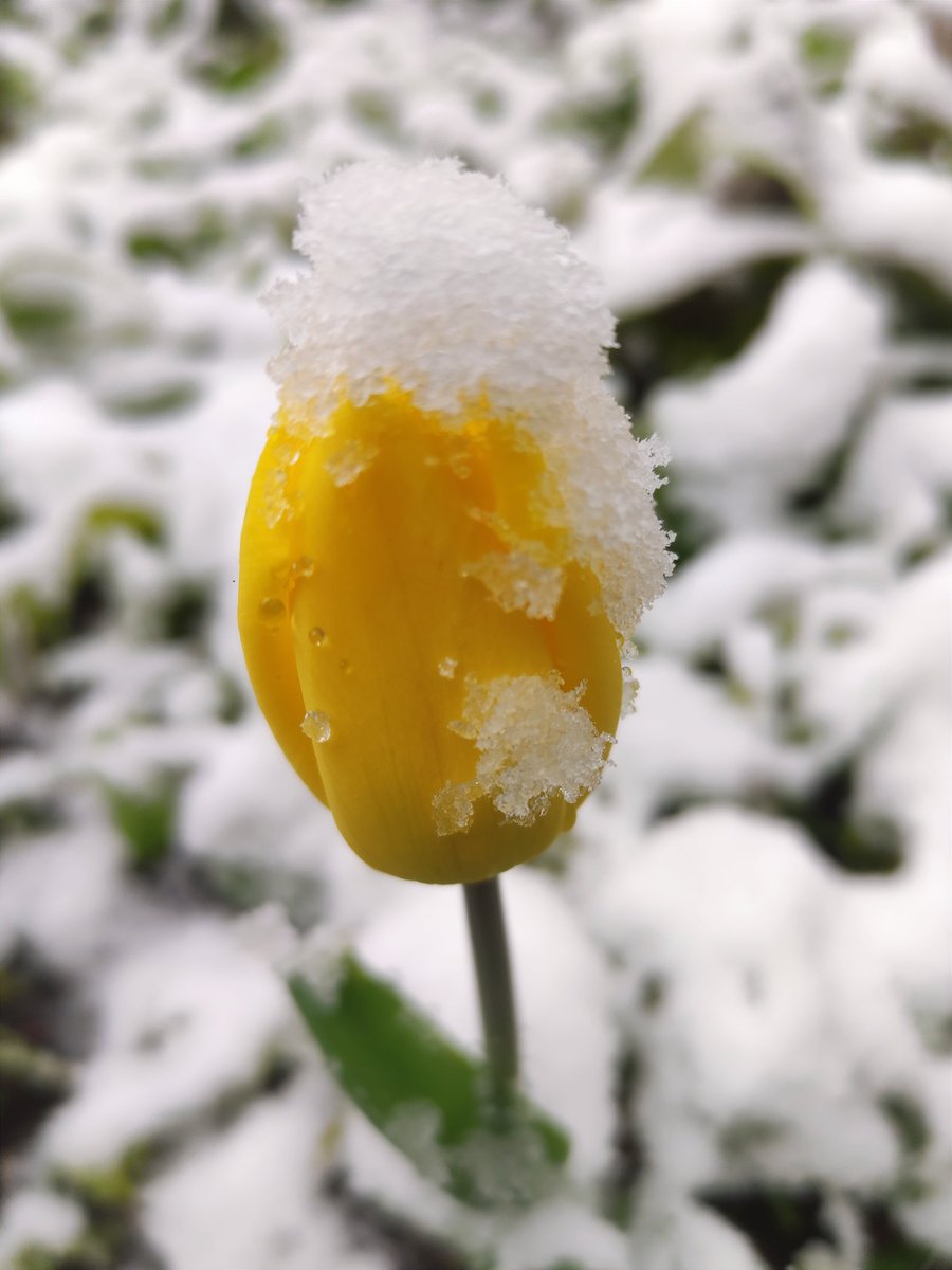 Nata27Best's tweet image. Happy new week. ❄🌷❄
#MyPhoto
#April27
#Snowfall 
#Moscow