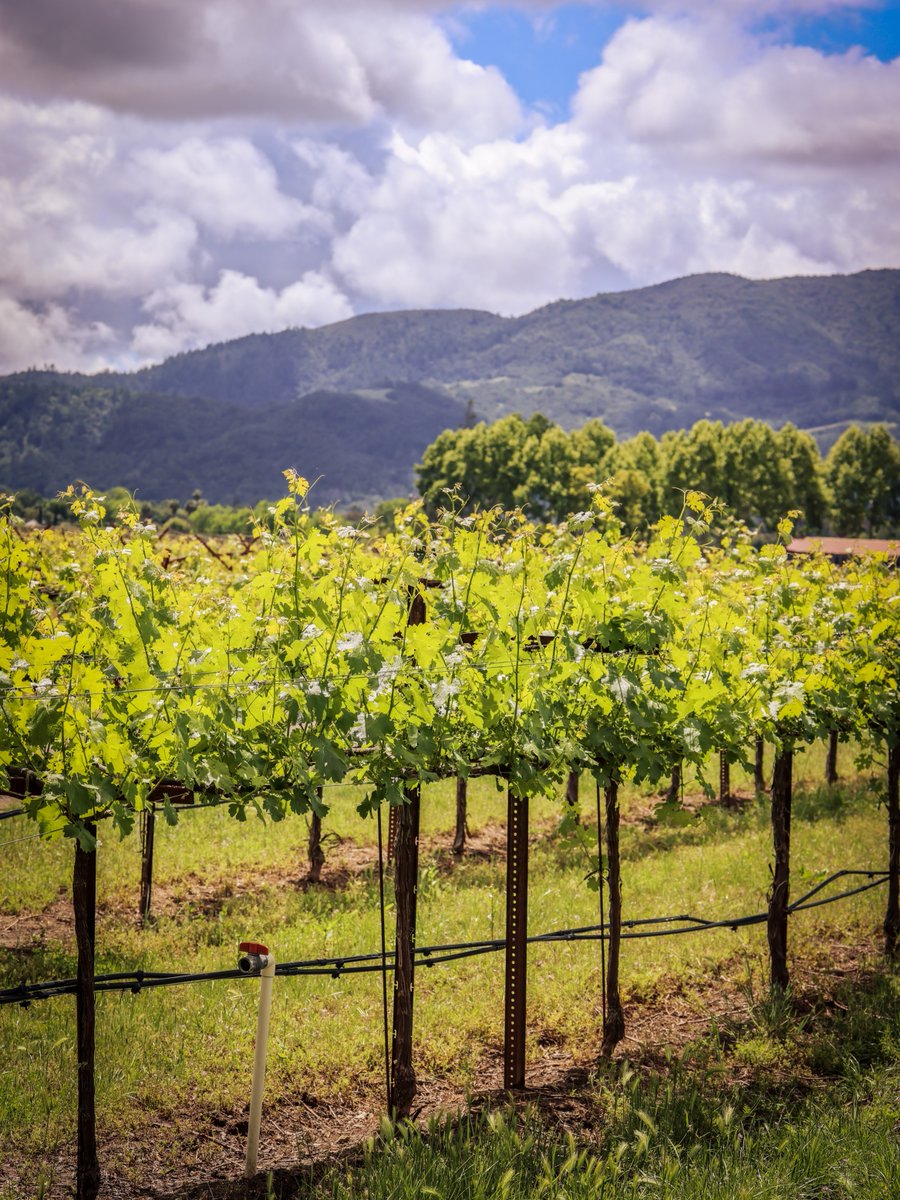 Live In The Vineyard Goes Country tweet media