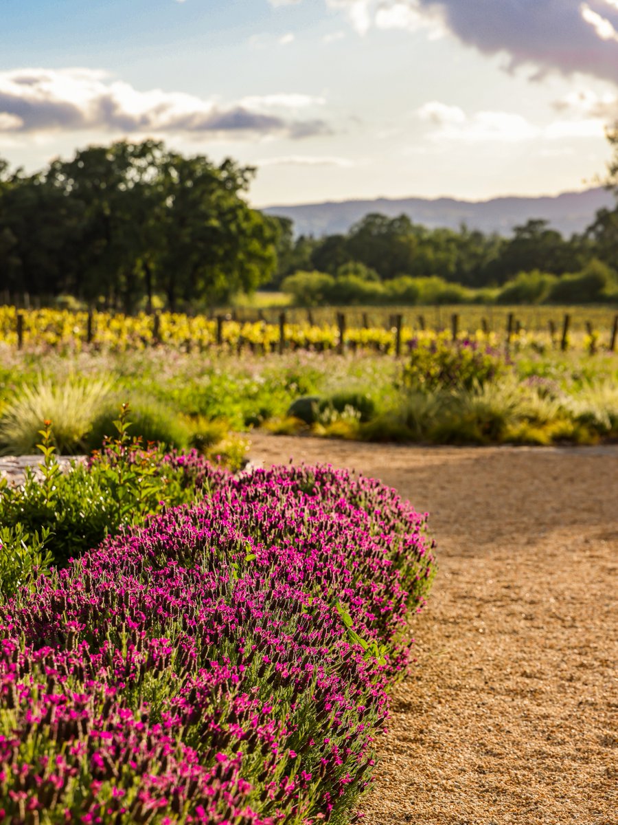 Live In The Vineyard Goes Country tweet media