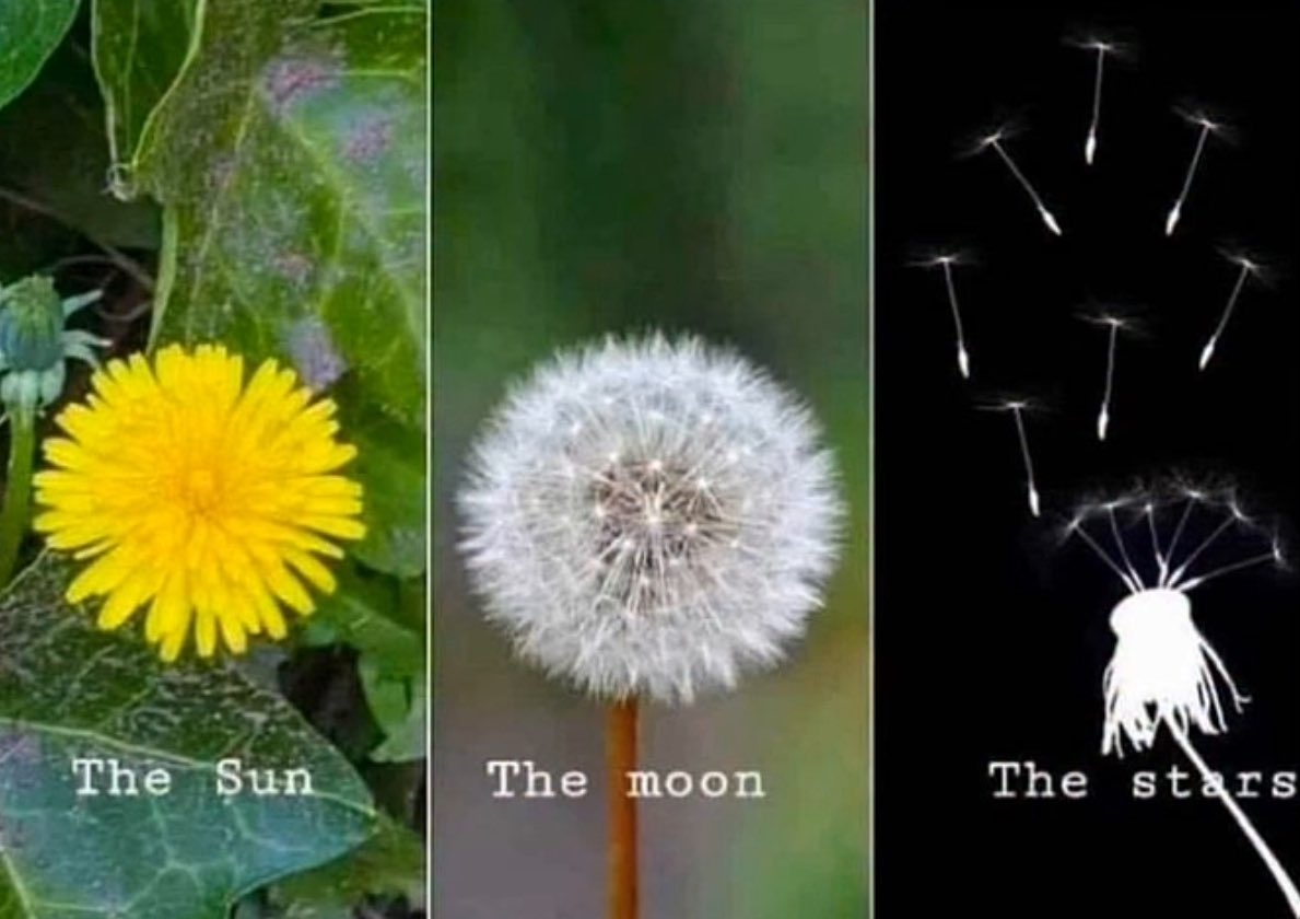 Elle Lookbook tweet media