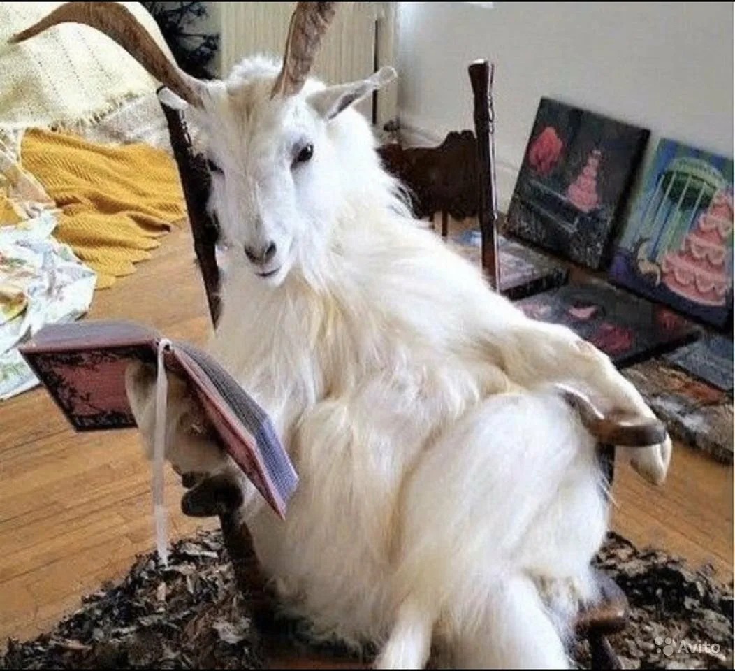 🦌Horned_Hut🎨 tweet media