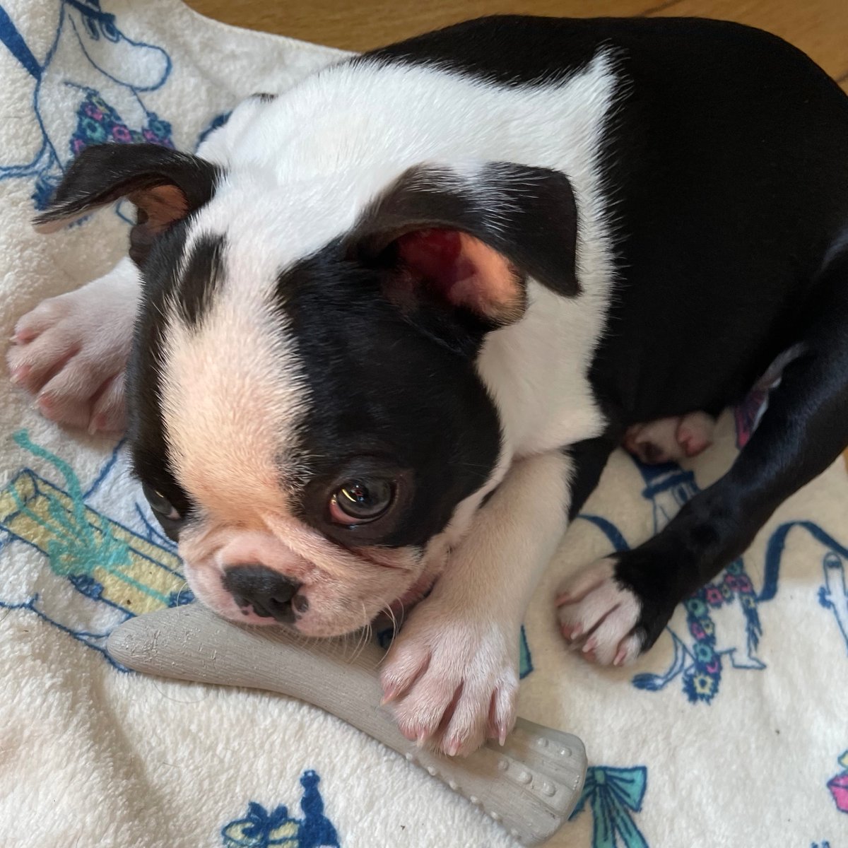 𝑩𝒍𝒆𝒖 tweet media