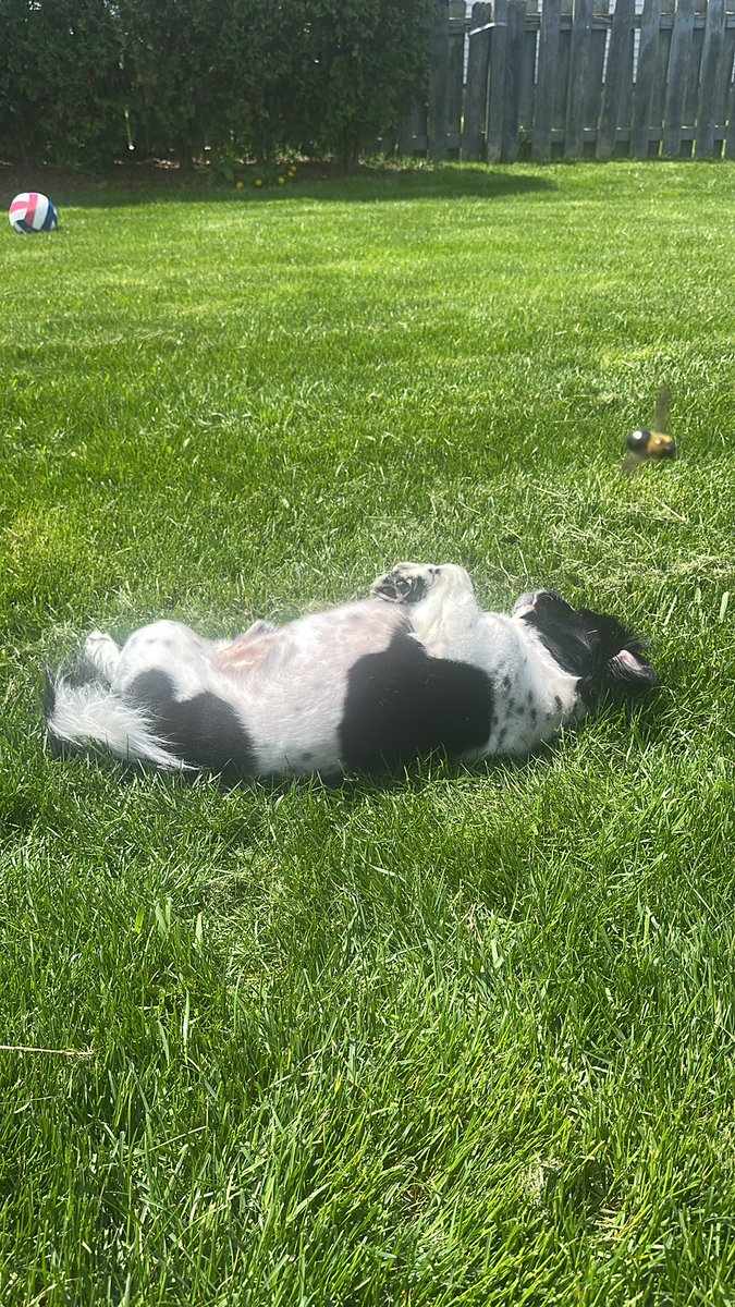 ermmthur's tweet photo. omg i captured one of the bees while taking a pic of rocky  LOL https://t.co/dACXyn8fGb