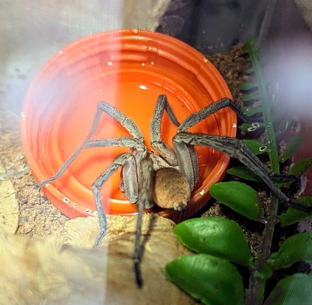 horses that discourage you tweet media