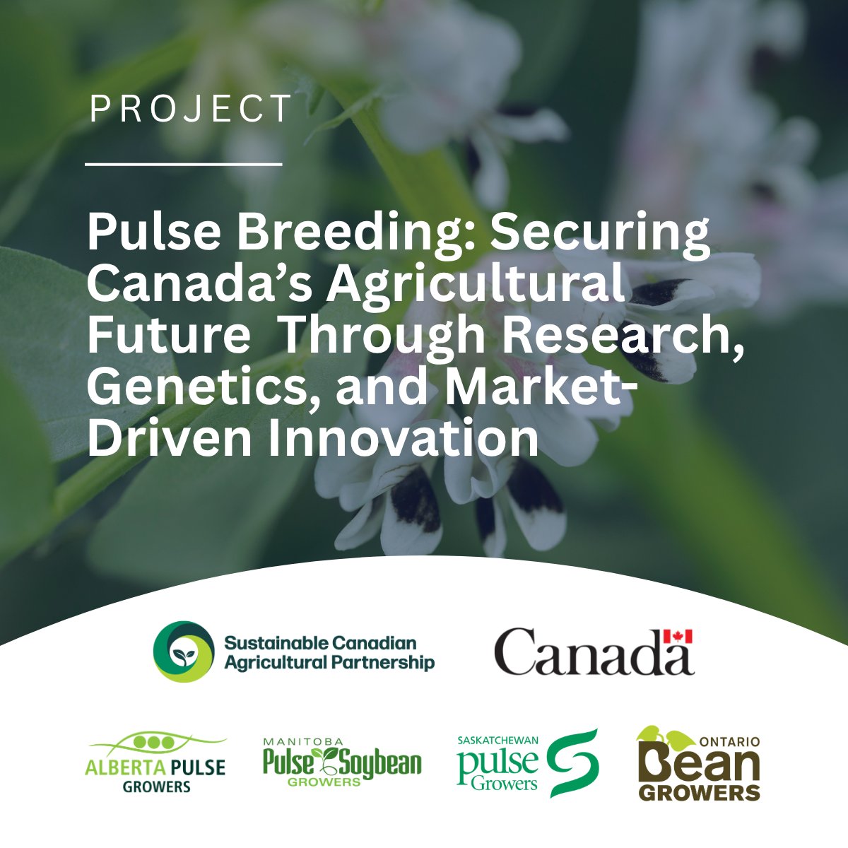 Saskatchewan Pulse Growers tweet media
