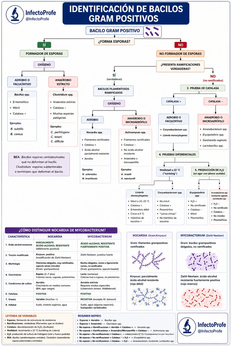 InfectoProfe's tweet photo. Identificar bacilos Gram positivos no tiene que ser un dolor 😵‍💫

#Microbiología #Infectología #Medicina #Bacteriología #Residentes #Microbiology
#InfectoProfe https://t.co/suNTu138OU