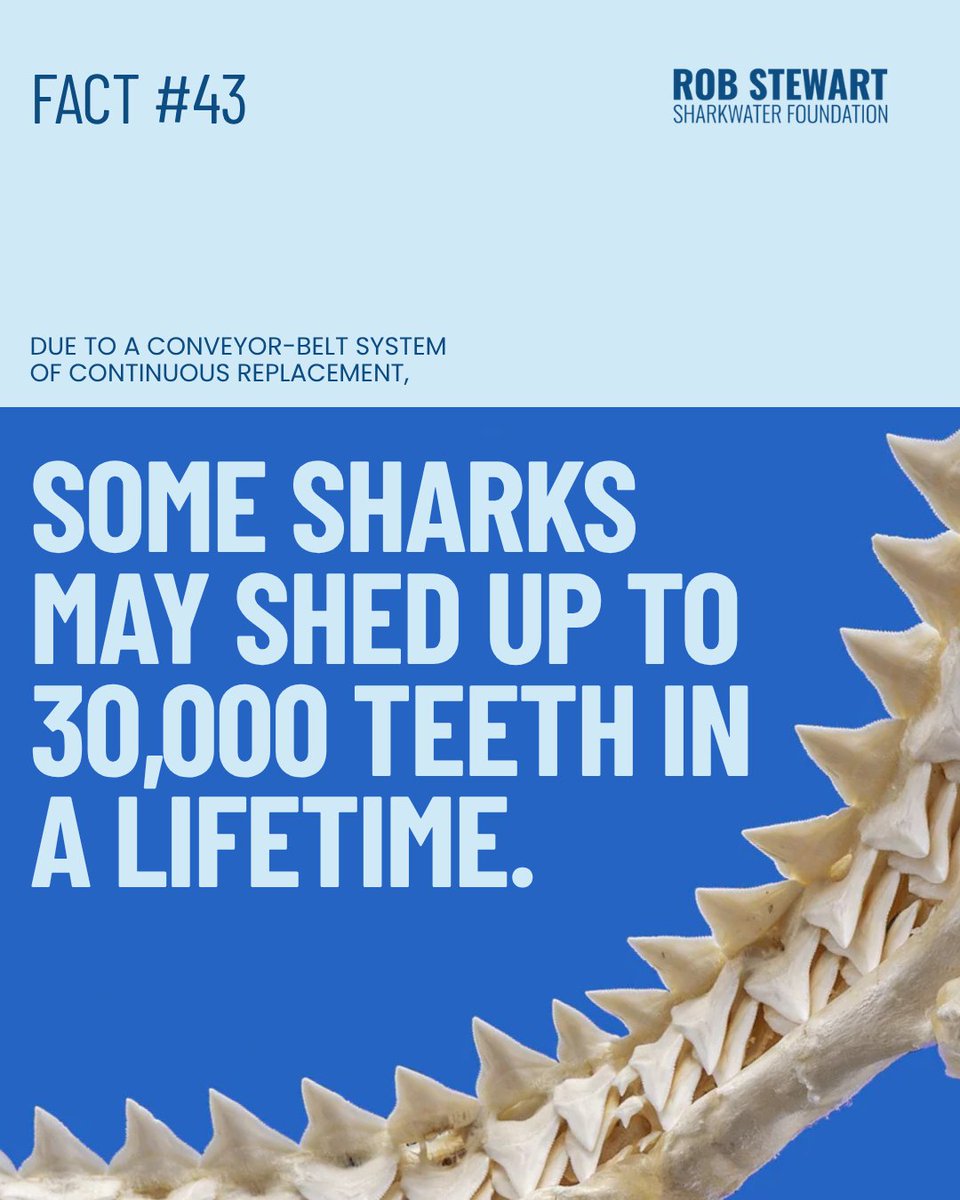 teamsharkwater's tweet image. Up to 30,000 teeth in a lifetime… and not one goes to waste.

Nature built the ultimate conveyor belt.

#shark #sharkfact #sharks