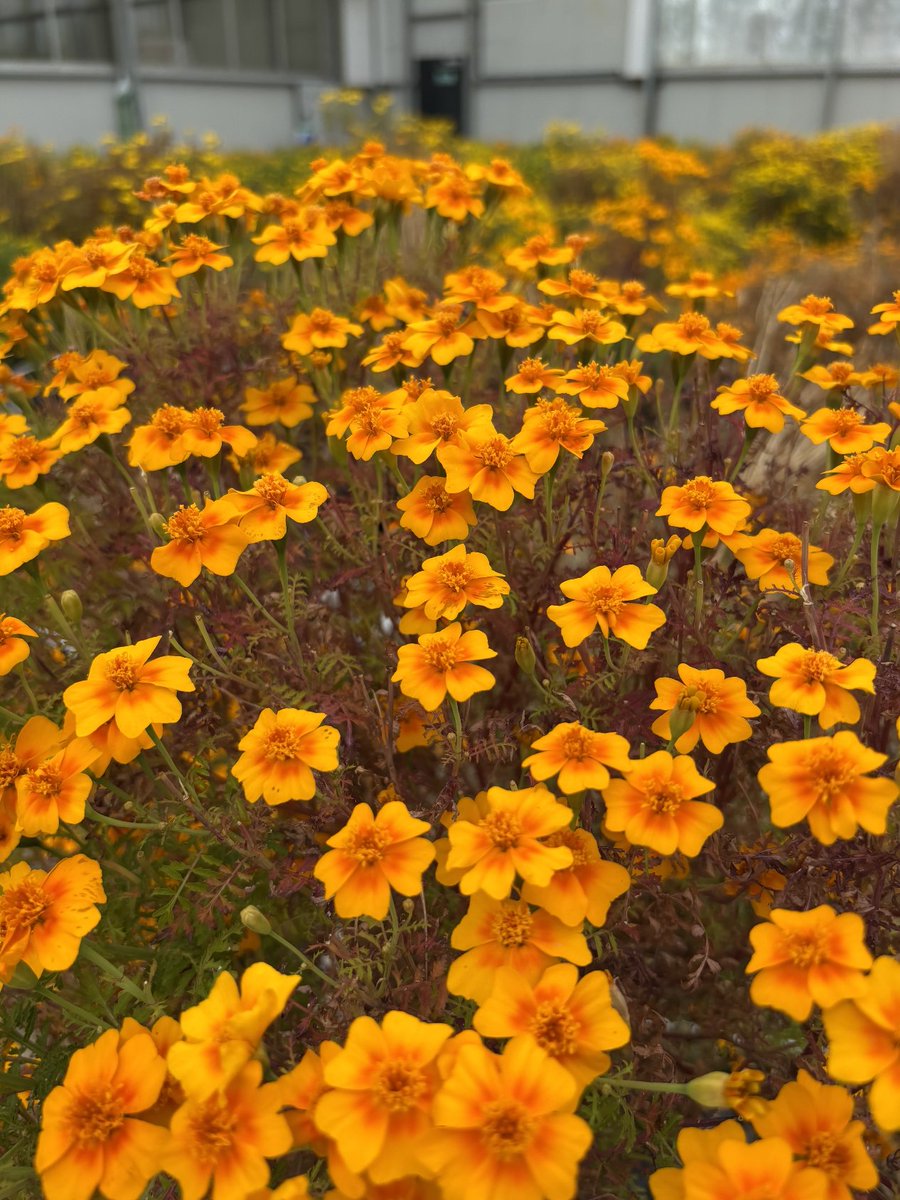 WestlandsUK's tweet image. Orangey, citrusy 🍊 Edible Tagete Flowers. 

Fresh and full of flavour. Delivered within hours to your kitchen.

#BritishProduce #EdibleFlowers #UKchef