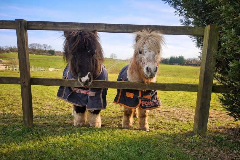 aroundaboutbrit's tweet image. Escape to Nottinghamshire with Fairview Farm Log Cabins.

Meet Snoopy &amp;amp; Spot!

These two cheeky resident Shetland ponies are always ready to charm guests and are eagerly waiting to be pampered.

aroundaboutbritain.co.uk/Nottinghamshir…

#FairviewFarm #Ravenshead #Nottinghamshire

@FairviewNotts