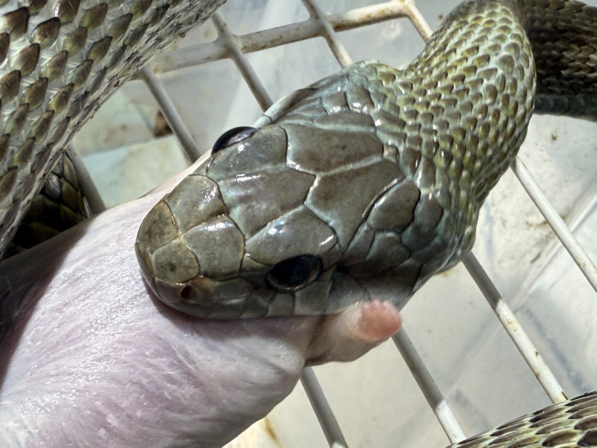 らむじぃ🦎🐍🐢 tweet media