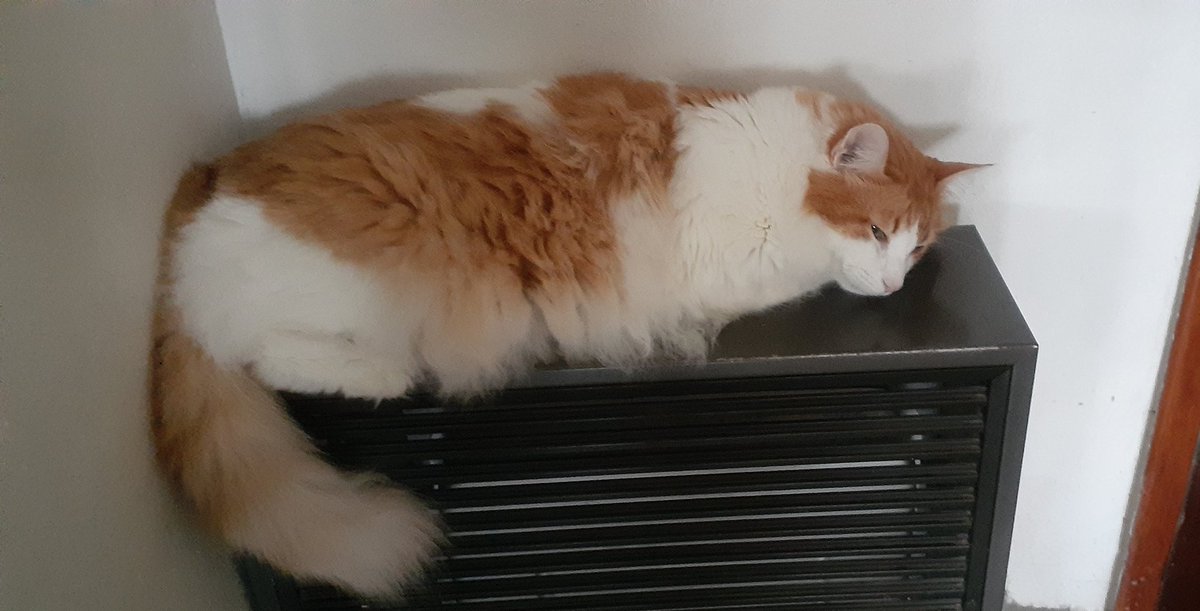 Monica Luchetta🇦🇷🇮🇱 tweet media