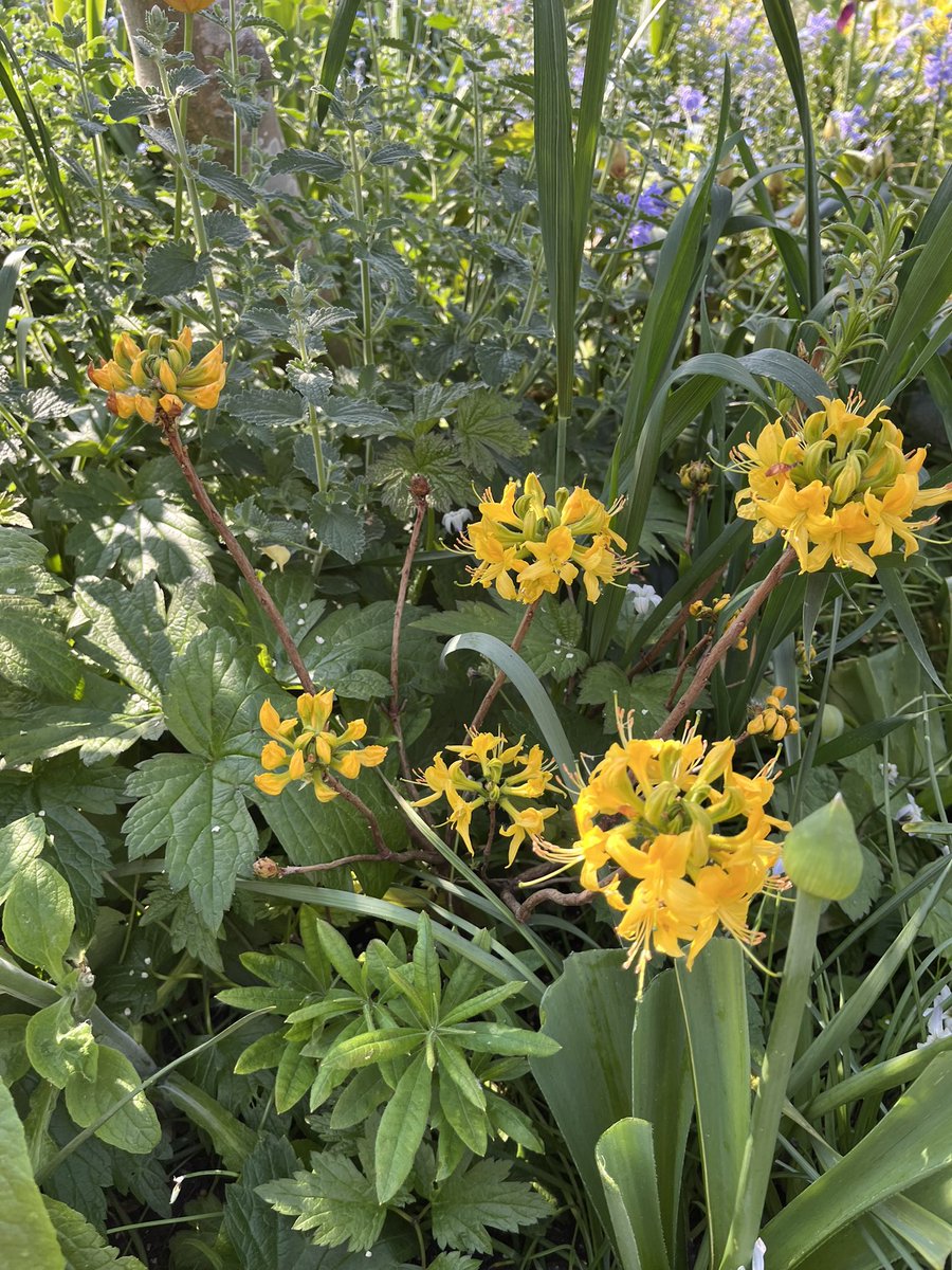 Milhart66Ken's tweet image. Rhododendron Luteum in the front garden today. #gardening #gardeninglife #gardenersworld