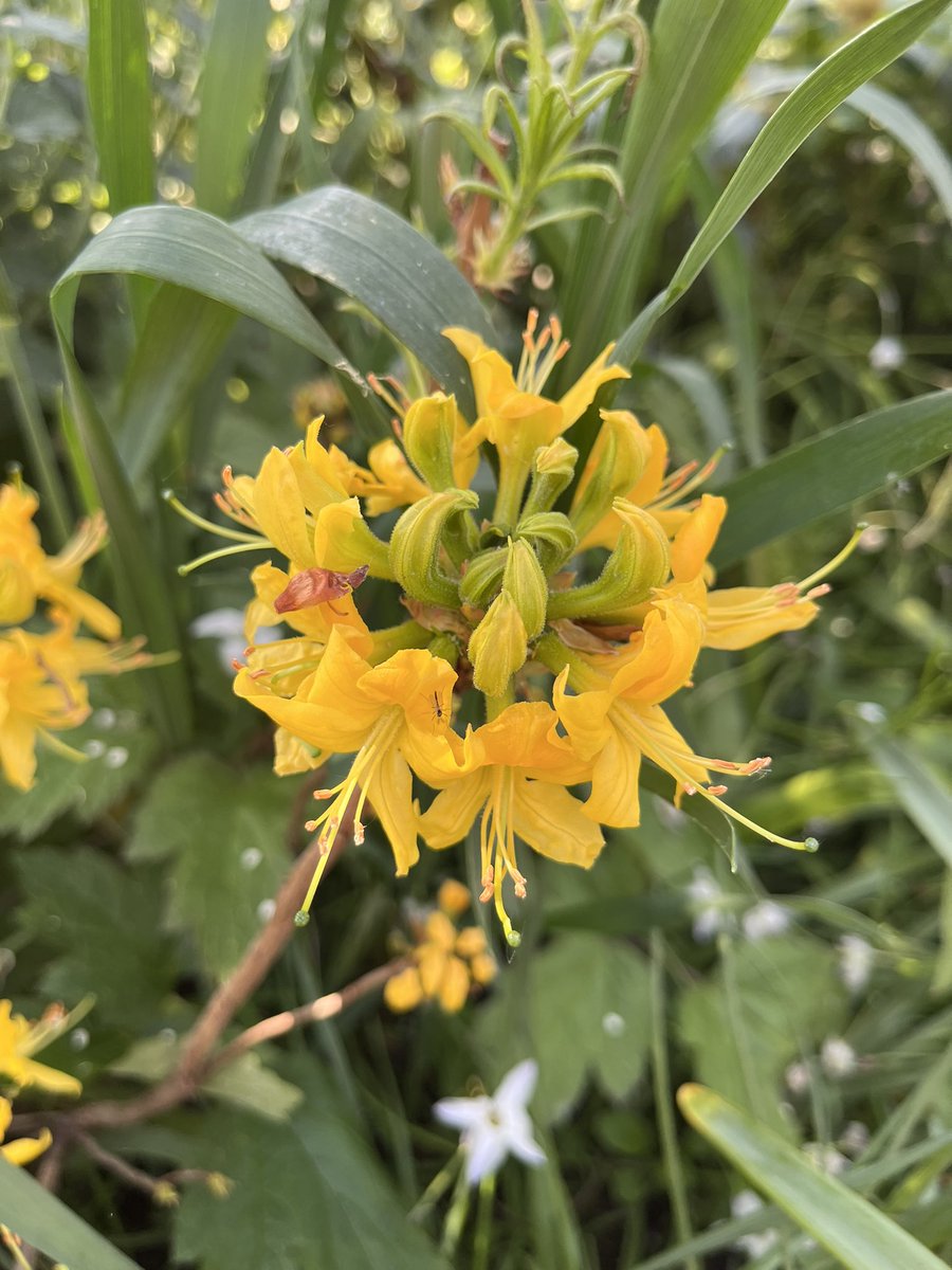 Milhart66Ken's tweet image. Rhododendron Luteum in the front garden today. #gardening #gardeninglife #gardenersworld